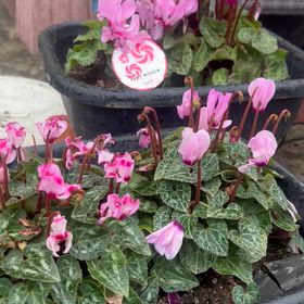 降ってきたの画像