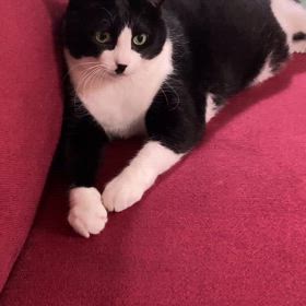 キャッチボール？ねこの画像