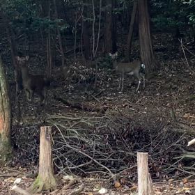 今日あなたは鹿と目が合います。Conversations with Natureの画像
