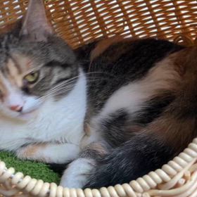 残しておきたくてその7の画像