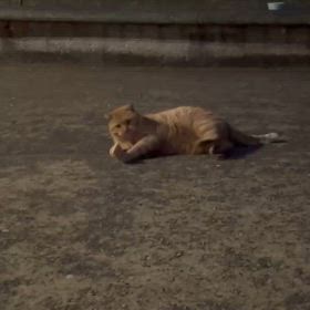 またたびでゴロンの画像