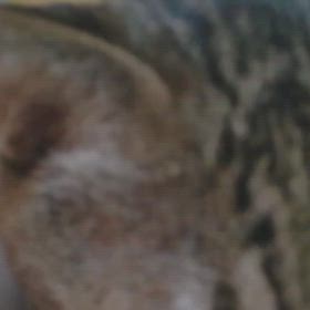 明けましておめでとうございますニャンの画像