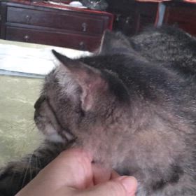 ゴロゴロゴロウくん(=^・^=)の画像