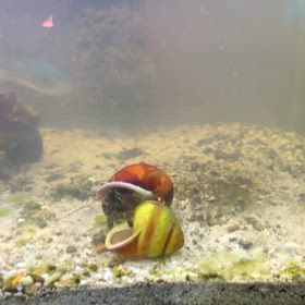 マナカード　アーヌエヌエの画像