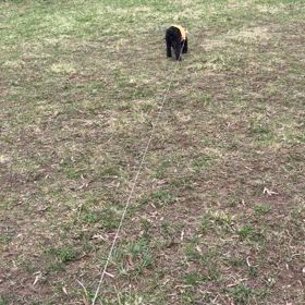 糖尿病になって1年の画像