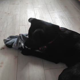 お転婆娘の画像