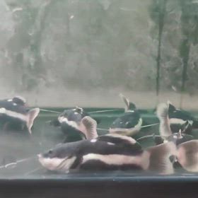 レッドテールキャットウルトラショートの季節到来！の画像