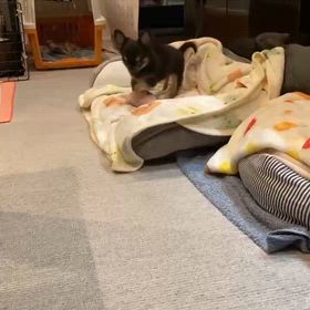 募集開始します！  恵多君の画像