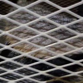 3度目の正直‼️の画像