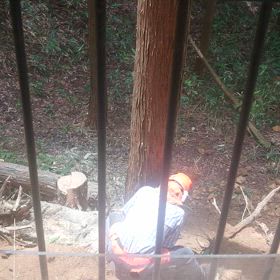 今日は木こりの画像