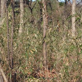 小鳥のさえずりの画像