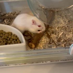 仲良くかじり木の画像