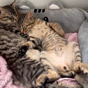 保護して1ヶ月の子猫　親子で保護してます。　の画像