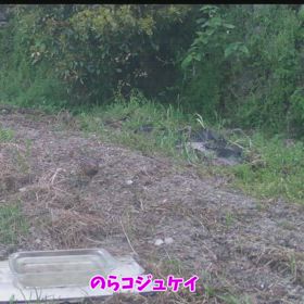 すぎぴたんの事件簿シーズン3　492話（のらの軍団！！）の画像