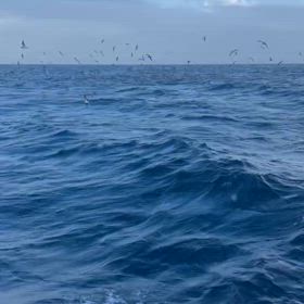 時化後！激アツで釣れてますよ！の画像