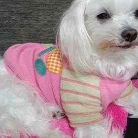 お久しぶりに投稿と里親さんより♪の画像