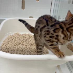 保護猫の日～の画像