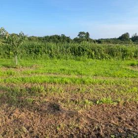 コガネムシの画像