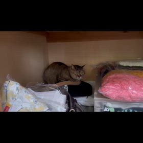 むぎわらねこ　ミミちゃんの画像