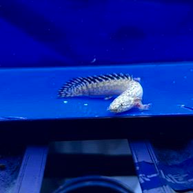 関東のお客様 激レア魚爆買いラストは逸材級プラチナオルナ！の画像