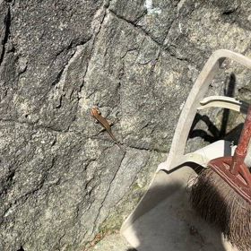 トカゲさんの画像