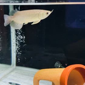 ★アロワナ！★の画像