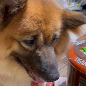 お土産を食らうの画像