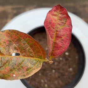 今年干柿の種から育てた柿の木が紅葉しました｡の画像