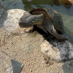 新学期٩( ᐛ )وの画像