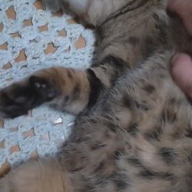 初めて、やってみた！の画像