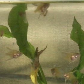 エンゼル  稚魚  20日目の画像