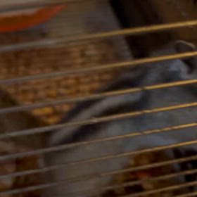 真っ赤なスカーフの画像