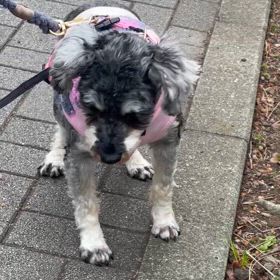 （るぅ）預かりブログの画像