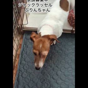 ジャックラッセル　ぷりんちゃん一時預かりを終えて戻ってきたよの画像
