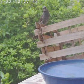 すぎぴたんの事件簿シーズン3　494話（レストランひまわり、再び繁盛！）の画像