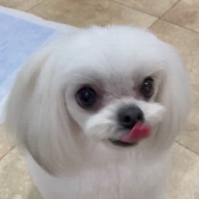 おもちちゃん♡の画像