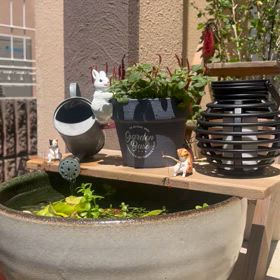 ビオトープの画像