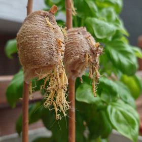 オオカマキリ孵化の画像