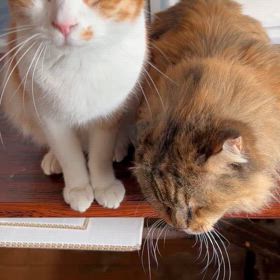 クララとジジの体調の画像