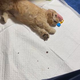 アメコカベビーとリビング先住犬シーズーとの【コレ絶対美味いやつ】の画像