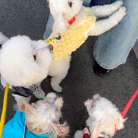 おやつ　ちょ〰️だいの画像