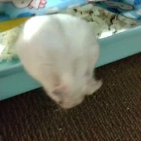 ペット紹介(動画有)の画像