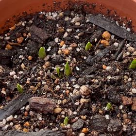 庭植えのスイセン鉢植えにして少しづつ育っていました。の画像