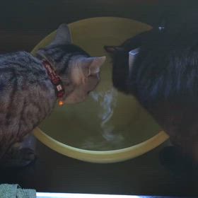 母ちゃんが洗いもんすると毎回、、の画像