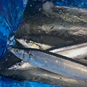 サンマが大きくなってきました！の画像