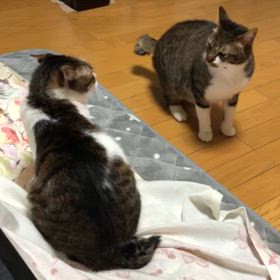 もーやめなよ…,ボディバランス陣取って！の画像