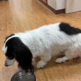 クッキー（ダックスフント）復活しました❗️❗️❗️の画像