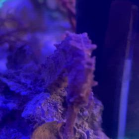 オオウミウマ入荷❗️の画像