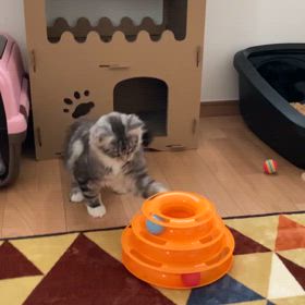 アジュール2歳8ヶ月になりましたの画像