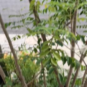 夏休みはじまるの画像